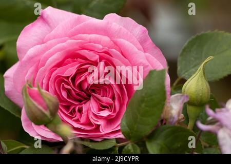 Gertrude Jekyll rose Banque D'Images