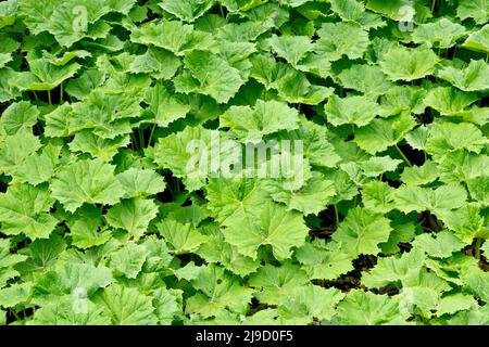 Butterbur blanc (petasites albus), gros plan d'une zone dense de grandes feuilles circulaires qui se forment sur le plancher boisé après que la plante a fleuri Banque D'Images