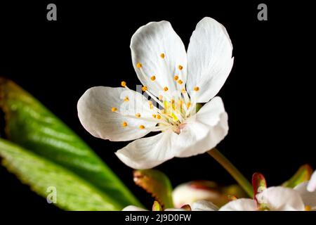 Cerisier sauvage (prunus avium), gros plan de la vie d'une seule fleur à partir d'un spray, isolé sur un fond noir. Banque D'Images