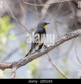 Gros plan de la Paruline à rumissement jaune d'Audubon, en profil latéral, perchée sur une branche au début du printemps pendant la saison de reproduction. Banque D'Images