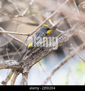 Une paruline à rumpids jaunes (Audubon's) au plus haut de la saison de reproduction frappe une belle pose révélant son complexe de plumes de corps entier. Banque D'Images