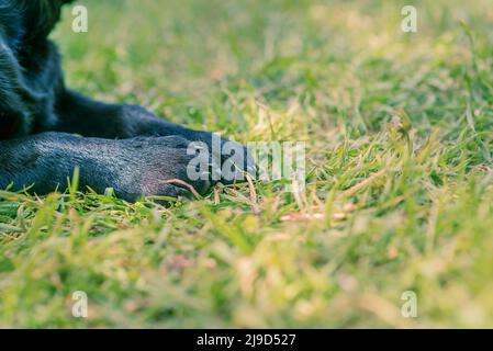 Pattes d'un chien noir photo en gros plan sur l'herbe. Pattes pour chiots. Banque D'Images