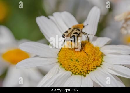 Le coléoptère en forme de pinceau à bandes (Trichius fasciatus) est un coléoptère de la famille des scarabées (Scarabaeidae). Pinceau à bande coléoptère. Sur une margarita Banque D'Images