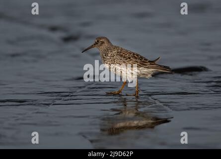 Purple Sandpiper Calidris maritima sur le rivage rocheux de Bamburgh, à Northumberland, au Royaume-Uni Banque D'Images