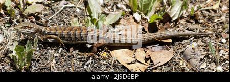 Lézard alligator californien adulte avec queue régénérée. Comté de Santa Clara, Californie, États-Unis. Banque D'Images