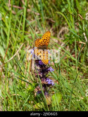 Papillon euphrosyne Fritillary Boloria bordé de perles dans la réserve naturelle forestière Wyre Forest Worcestershire Angleterre Royaume-Uni Banque D'Images