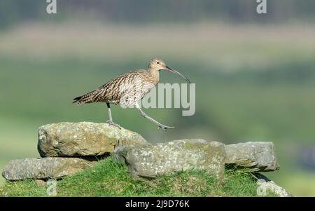 Le curlew adulte de Springtime, qui traverse un affleurement rocheux sur les North Yorkshire Moors, au Royaume-Uni. Vers la droite. Nom scientifique: Numenius Arquata. Rouge li Banque D'Images