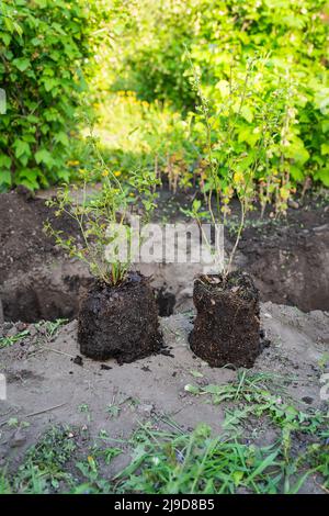 Semis de bleuets, plantation de broussailles, préparation des terres, excavation d'un trou. Un homme plante un arbre. Le concept d'écologie et de conservation de l'environnement Banque D'Images