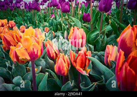 Tulipes colorées sur la parterre à fleurs Banque D'Images