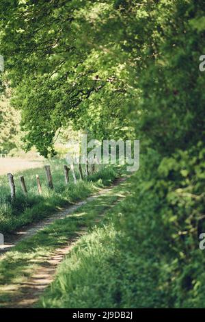 Petit chemin à travers la nature verte. Photo de haute qualité Banque D'Images