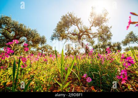 Oliveraie incroyable en fleurs. Jour pittoresque et magnifique scène. Forêt au printemps. Emplacement Placez l'île de Sicile, Italie, Europe. Merveilleux Banque D'Images