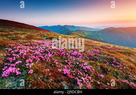 Scène spectaculaire de la vallée alpine au soleil. Prise de vue pittoresque. Lieu place Carpathian Ukraine, Europe. Superbe image de papier peint. Excelle Banque D'Images