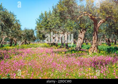 Oliveraie incroyable en fleurs. Jour pittoresque et magnifique scène. Forêt féerique au printemps. Emplacement Placez l'île de Sicile, Italie, Europe. Med Banque D'Images