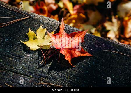 Arrière-plan sombre avec feuille d'érable d'automne sur table rustique en bois. Feuilles d'automne jaunes et rouges. Copier l'espace. Vue de dessus. Pose à plat. Pittoresque et gor Banque D'Images