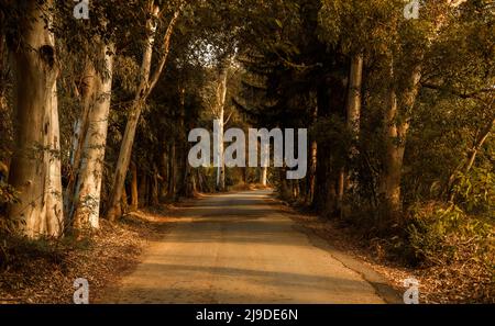 antalya, arrière-plan, arrière-bois, belle, branche, calme, profond, environnement, feuillage, forêt, herbe, vert, paysage, long, brouillard, matin, mousse, myste Banque D'Images