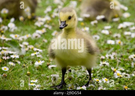 La perce de la Bernache du Canada (Branta canadensis) dans un domaine de pâquerettes - à Bramhall Hall, parc Bramhall, Stockport, Royaume-Uni Banque D'Images