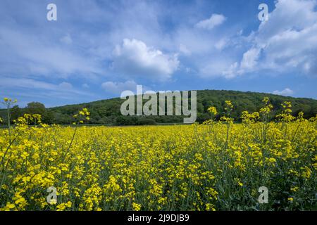 Champ de colza (Brassica napus) avec colline boisée derrière, près de Donauworth, Franconie, Allemagne Banque D'Images