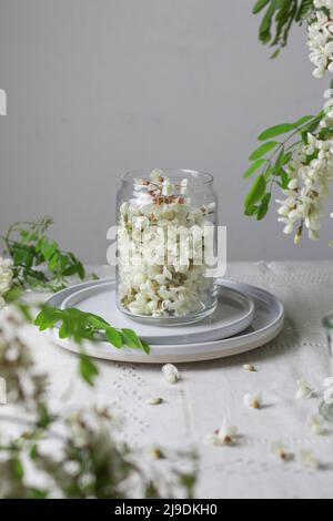 Fleurs d'acacia dans un pot sur fond gris. Banque D'Images
