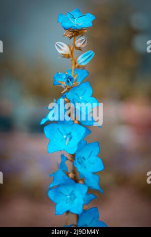 Une plante aux fleurs bleues Banque D'Images
