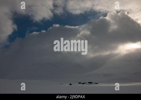 Cabane de montagne Salka sur la piste de ski de Kungsleden pendant la saison d'hiver, avril, Suède Banque D'Images