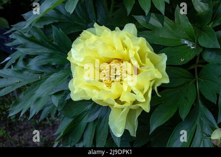 Itoh hybride herbacé et arbre pivoine avec fleur jaune citron et feuillage vert foncé luxuriant Banque D'Images