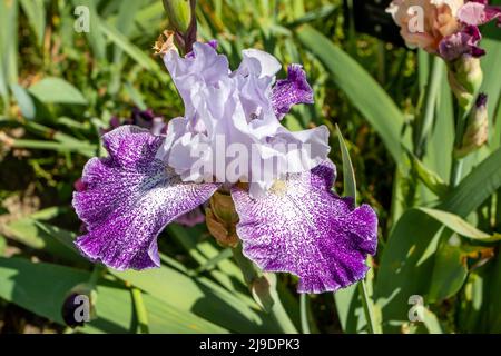 Fleurs de cultivar à iris barbu avec des standards de bleu pâle, des chutes blanches avec des points violets et une barbe jaune pâle. Banque D'Images