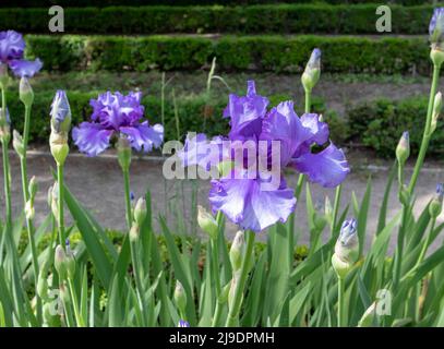 Fleurs de cultivar à iris barbu avec des standards bleus, chutes bleues avec centre violet et bords pâles et barbe violette. Banque D'Images