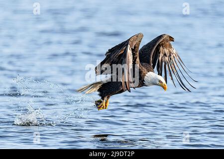 Un aigle à tête blanche américain descend et attrape un poisson de la surface d'un lac dans le parc Log Boom à Kenmore, dans l'État de Washington, aux États-Unis. Ces images incroyables, capturées par la photographe de la faune Kathy Wade, montrent l'oiseau gracieuse dans toute sa gloire car il utilise son agilité mortelle tout en pêchant pour un repas. Ces aigles ont fait une incroyable récupération le long des lacs et des rivières dans la région et sont particulièrement actifs au printemps quand la recherche de copains. La taille moyenne de l'aigle à tête blanche est de 90cm avec une envergure de 2 mètres. Leurs talons peuvent croître à 2 pouces de long et exercer 1000lbs de pression o Banque D'Images