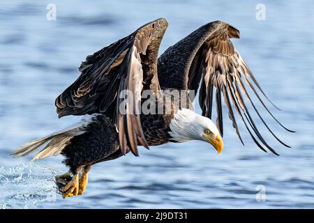 Un aigle à tête blanche américain descend et attrape un poisson de la surface d'un lac dans le parc Log Boom à Kenmore, dans l'État de Washington, aux États-Unis. Ces images incroyables, capturées par la photographe de la faune Kathy Wade, montrent l'oiseau gracieuse dans toute sa gloire car il utilise son agilité mortelle tout en pêchant pour un repas. Ces aigles ont fait une incroyable récupération le long des lacs et des rivières dans la région et sont particulièrement actifs au printemps quand la recherche de copains. La taille moyenne de l'aigle à tête blanche est de 90cm avec une envergure de 2 mètres. Leurs talons peuvent croître à 2 pouces de long et exercer 1000lbs de pression o Banque D'Images