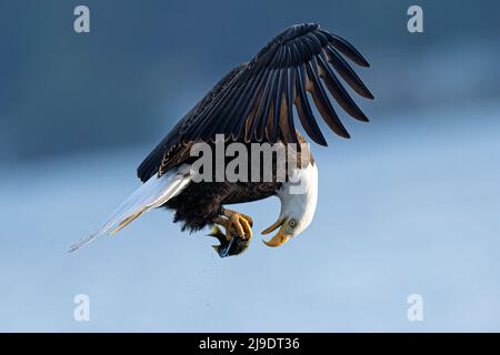 Un aigle à tête blanche américain descend et attrape un poisson de la surface d'un lac dans le parc Log Boom à Kenmore, dans l'État de Washington, aux États-Unis. Ces images incroyables, capturées par la photographe de la faune Kathy Wade, montrent l'oiseau gracieuse dans toute sa gloire car il utilise son agilité mortelle tout en pêchant pour un repas. Ces aigles ont fait une incroyable récupération le long des lacs et des rivières dans la région et sont particulièrement actifs au printemps quand la recherche de copains. La taille moyenne de l'aigle à tête blanche est de 90cm avec une envergure de 2 mètres. Leurs talons peuvent croître à 2 pouces de long et exercer 1000lbs de pression o Banque D'Images