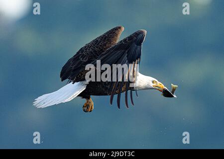 Un aigle à tête blanche américain descend et attrape un poisson de la surface d'un lac dans le parc Log Boom à Kenmore, dans l'État de Washington, aux États-Unis. Ces images incroyables, capturées par la photographe de la faune Kathy Wade, montrent l'oiseau gracieuse dans toute sa gloire car il utilise son agilité mortelle tout en pêchant pour un repas. Ces aigles ont fait une incroyable récupération le long des lacs et des rivières dans la région et sont particulièrement actifs au printemps quand la recherche de copains. La taille moyenne de l'aigle à tête blanche est de 90cm avec une envergure de 2 mètres. Leurs talons peuvent croître à 2 pouces de long et exercer 1000lbs de pression o Banque D'Images