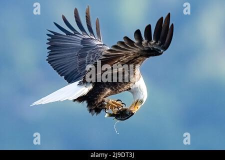 Un aigle à tête blanche américain descend et attrape un poisson de la surface d'un lac dans le parc Log Boom à Kenmore, dans l'État de Washington, aux États-Unis. Ces images incroyables, capturées par la photographe de la faune Kathy Wade, montrent l'oiseau gracieuse dans toute sa gloire car il utilise son agilité mortelle tout en pêchant pour un repas. Ces aigles ont fait une incroyable récupération le long des lacs et des rivières dans la région et sont particulièrement actifs au printemps quand la recherche de copains. La taille moyenne de l'aigle à tête blanche est de 90cm avec une envergure de 2 mètres. Leurs talons peuvent croître à 2 pouces de long et exercer 1000lbs de pression o Banque D'Images