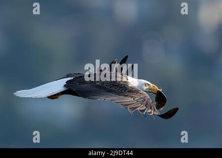 Un aigle à tête blanche américain descend et attrape un poisson de la surface d'un lac dans le parc Log Boom à Kenmore, dans l'État de Washington, aux États-Unis. Ces images incroyables, capturées par la photographe de la faune Kathy Wade, montrent l'oiseau gracieuse dans toute sa gloire car il utilise son agilité mortelle tout en pêchant pour un repas. Ces aigles ont fait une incroyable récupération le long des lacs et des rivières dans la région et sont particulièrement actifs au printemps quand la recherche de copains. La taille moyenne de l'aigle à tête blanche est de 90cm avec une envergure de 2 mètres. Leurs talons peuvent croître à 2 pouces de long et exercer 1000lbs de pression o Banque D'Images