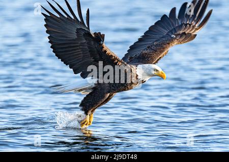 Un aigle à tête blanche américain descend et attrape un poisson de la surface d'un lac dans le parc Log Boom à Kenmore, dans l'État de Washington, aux États-Unis. Ces images incroyables, capturées par la photographe de la faune Kathy Wade, montrent l'oiseau gracieuse dans toute sa gloire car il utilise son agilité mortelle tout en pêchant pour un repas. Ces aigles ont fait une incroyable récupération le long des lacs et des rivières dans la région et sont particulièrement actifs au printemps quand la recherche de copains. La taille moyenne de l'aigle à tête blanche est de 90cm avec une envergure de 2 mètres. Leurs talons peuvent croître à 2 pouces de long et exercer 1000lbs de pression o Banque D'Images