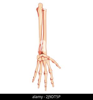 Avant-bras Skeleton vue arrière humaine. Ensemble de cubitus, rayon, main, charpels, poignet, Métacarpals, phalanges anatomiquement correct réaliste concept plat Illustration vectorielle isolée sur fond blanc Illustration de Vecteur