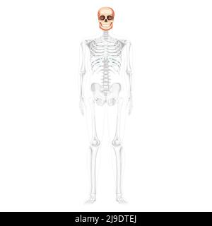 Tête humaine Skull Skeleton vue avant avec les mains latérales partiellement transparente position du corps. Anatomiquement correct. Modèle réaliste et plat de couleur naturelle illustration vectorielle isolée sur fond blanc Illustration de Vecteur