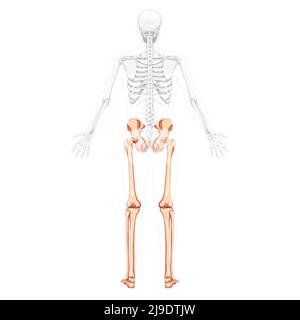 Membres inférieurs bassin humain avec jambes, cuisses pieds, chevilles la vue arrière du squelette avec le bras ouvert sur le côté pose un corps partiellement transparent. Anatomy 3D Realistic Flat concept Illustration vectorielle de isolée sur blanc Illustration de Vecteur