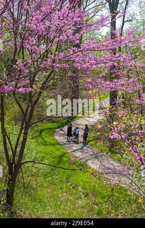 New Boston, Michigan - les gens marchent sur un chemin dans le Metropark du Bas-Huron, où les arbres du Redbud de l'est (Cersis canadensis) fleurissent. Banque D'Images