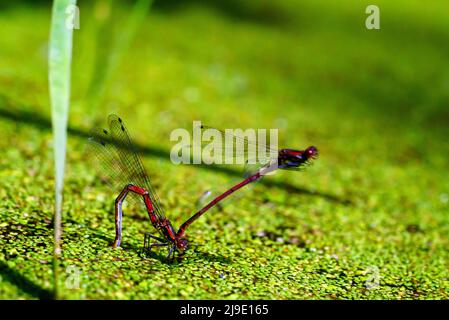 Pyrrrhosoma nymphula accouplement et pondre des œufs à l'étang de la forêt Banque D'Images