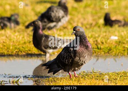 Les pigeons sont au repos par l'eau dans la prairie, on les prend de près Banque D'Images