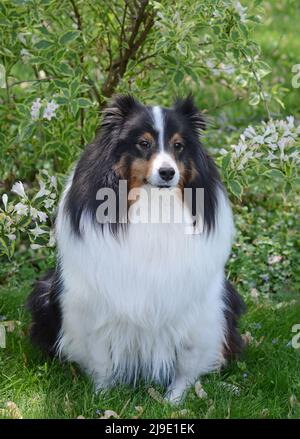 Le Berger de Sheltland (sheltie) pose devant un arbuste à fleurs au printemps. Beau chien de race avec un manteau tricolore complet et une manie mature. Banque D'Images