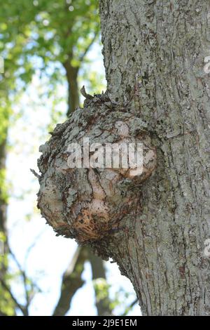 Gros plan d'une burl (burr) poussant sur un tronc d'arbre. Banque D'Images