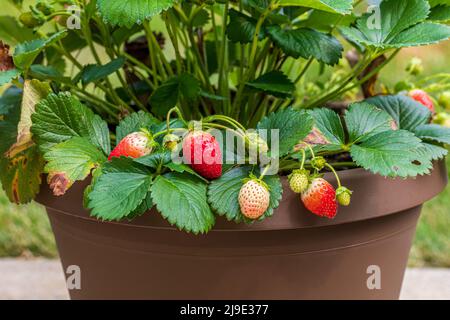 Plante de fraise avec fruits mûrs croissant en pot. Jardinage de conteneurs, horticulture et concept biologique Banque D'Images