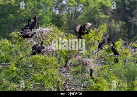 Colonie de nidification Cormorant au sanctuaire d'oiseaux de Smith Oaks, High Island, Bolivar Banque D'Images