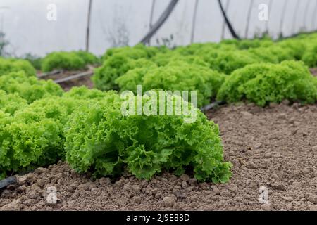 Laitue verte fraîche biologique en serre. Banque D'Images