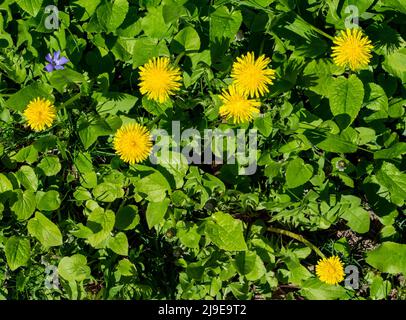 Une photo en grand angle de pissenlits et d'herbe feuillue dans un pré, le matin du printemps, peut être utilisée comme arrière-plan, poster, et papier peint - photographie de stock Banque D'Images