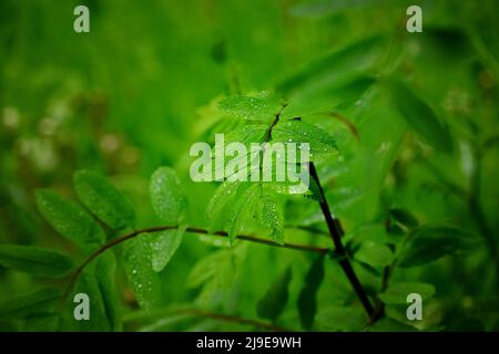Gouttes de pluie sur les feuilles de rowan. Cendres de montagne européennes (Sorbus aucuparia), nature ou météo Banque D'Images