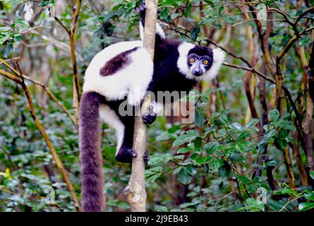 (220523) -- ANTANANARIVO, 23 mai 2022 (Xinhua) -- Le 22 mai 2022, On voit Un Sifaka de Coquerel ou Sifaka couronné, un type de lémurien de taille moyenne, dans le parc national d'Andasibe, à Madagascar. POUR ALLER AVEC "Interview: La déforestation un défi majeur pour Madagascar de protéger sa biodiversité, dit le responsable du WWF" (Xinhua/Eric Lapinozy) Banque D'Images