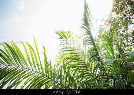 Feuilles de palmier sur l'arbre dans la ferme avec le ciel. Banque D'Images