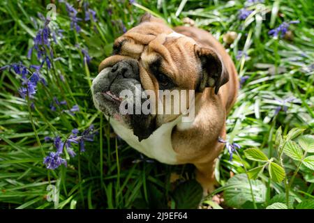 Chien Bulldog anglais/britannique drôle de rouge regardant et assis dans les cloches le printemps chaud jour ensoleillé Banque D'Images